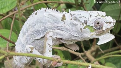 The Fascinating World of Chameleónovité: Secrets, Behavior, and Survival Skills of Nature’s Masters of Change