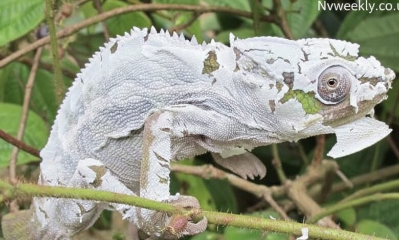 The Fascinating World of Chameleónovité: Secrets, Behavior, and Survival Skills of Nature’s Masters of Change