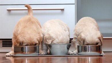 Puppy Nutrition