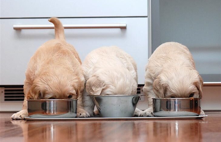 Puppy Nutrition